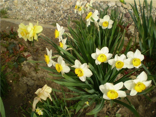 narcisi